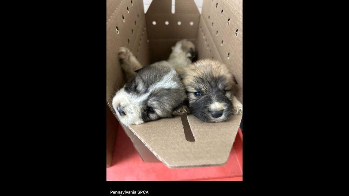 No one can resist these little faces.