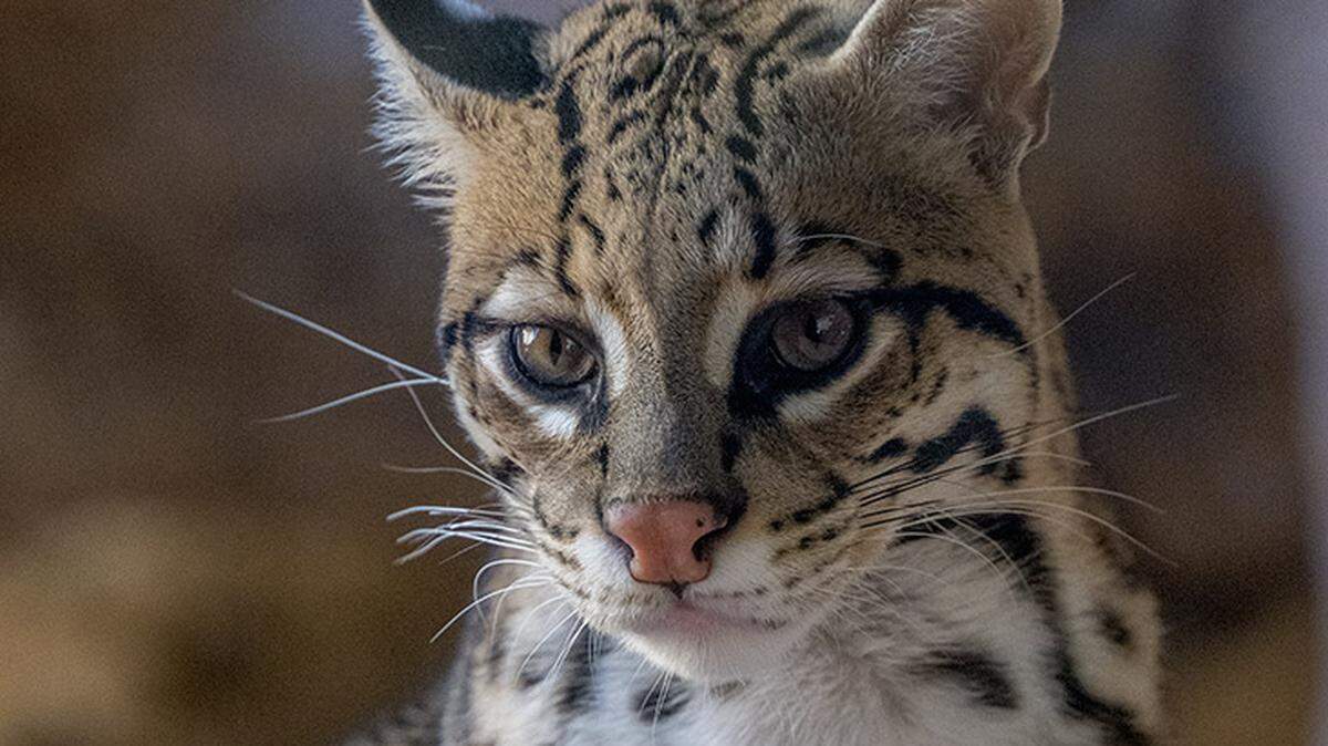 The Center for Biological Diversity says that wall construction in Starr County could harm recovery plans for endangered ocelots, medium-sized spotted wild cats, which depend on contiguous wildlife corridors of protected habitat along the Rio Grande. 