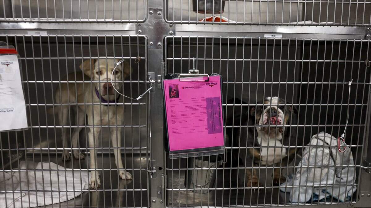 Small dogs are housed in kennels at Chuck & Brenda Silcox Animal Care & Adoption Center on Tuesday, April 14, 2026 in Fort Worth. The city of Fort Worth wants to borrow $59,874,000 build a new animal shelter, equipping it with modern vet facilities, kennels, natural light and a play yard.