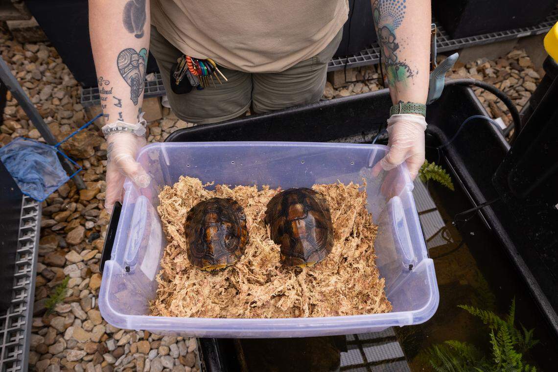 Fort Worth Zoo staff move Pan’s Box Turtles indoors Thursday, Jan. 22, in preparation for the upcoming winter storm. The turtles, which are bred at the zoo, are considered a critically endangered species. 