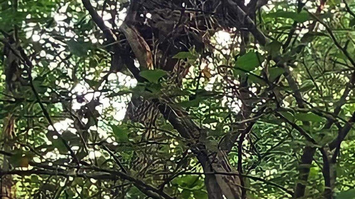 The Keller Police Department received a report of a big snake up on a tree. The resident who called it in sent a photo that the Keller police put up on its Facebook page.