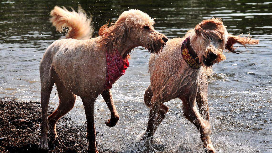 As families in North Texas struggle with rising costs, pet advocates are seeking donations to help pet families to make ends meet. Photo taken Aug. 17, 2014