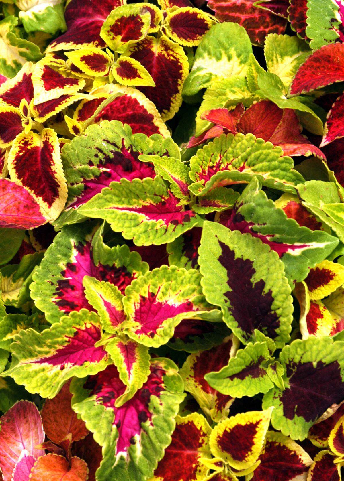 Coleus plants benefit from light pinching (tip-pruning) to keep plants compact and to remove flower buds.          