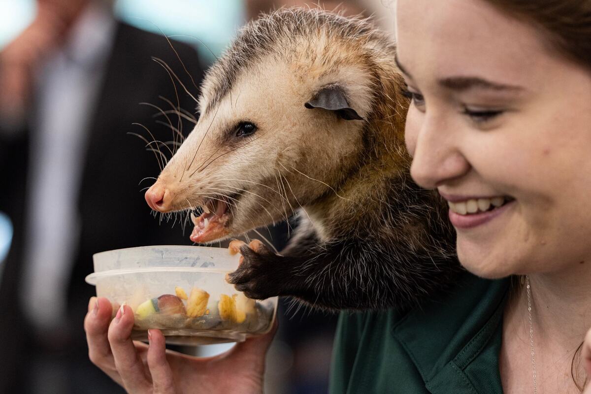 Animal trainer Kailee Strain holds Ken the opossum during the grand opening of the new Fort Worth Zoo Exploration & Learning Center on Thursday, May 30, 2024. The center is additional education facility that will expand nature-based learning opportunities for the Fort Worth community.