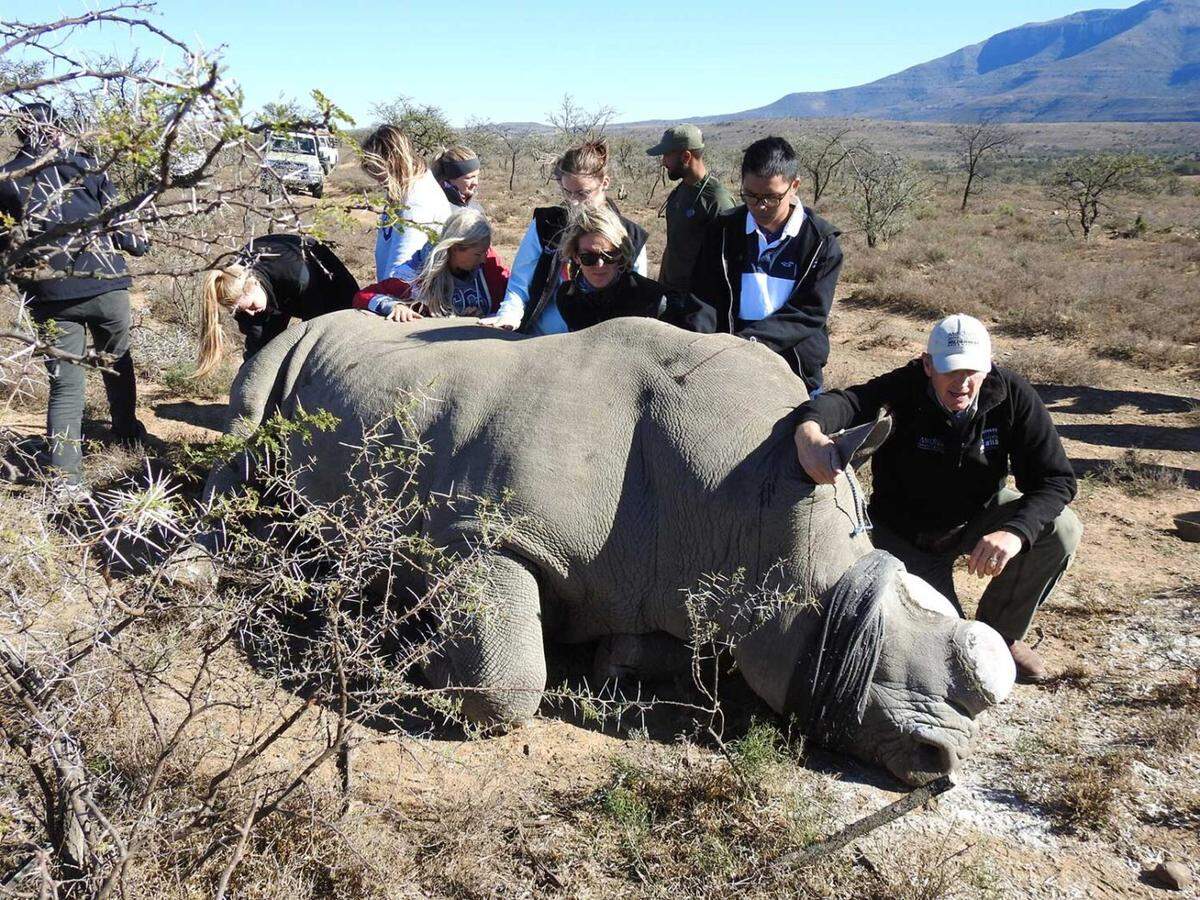 Members of TCU’s study-abroad trip to South Africa in 2019 help Dr. William Fowlds during a dehorning procedure of a white rhino in Amakhala Game Reserve. Many of the 2019 study-abroad members were the first officers of the student group.