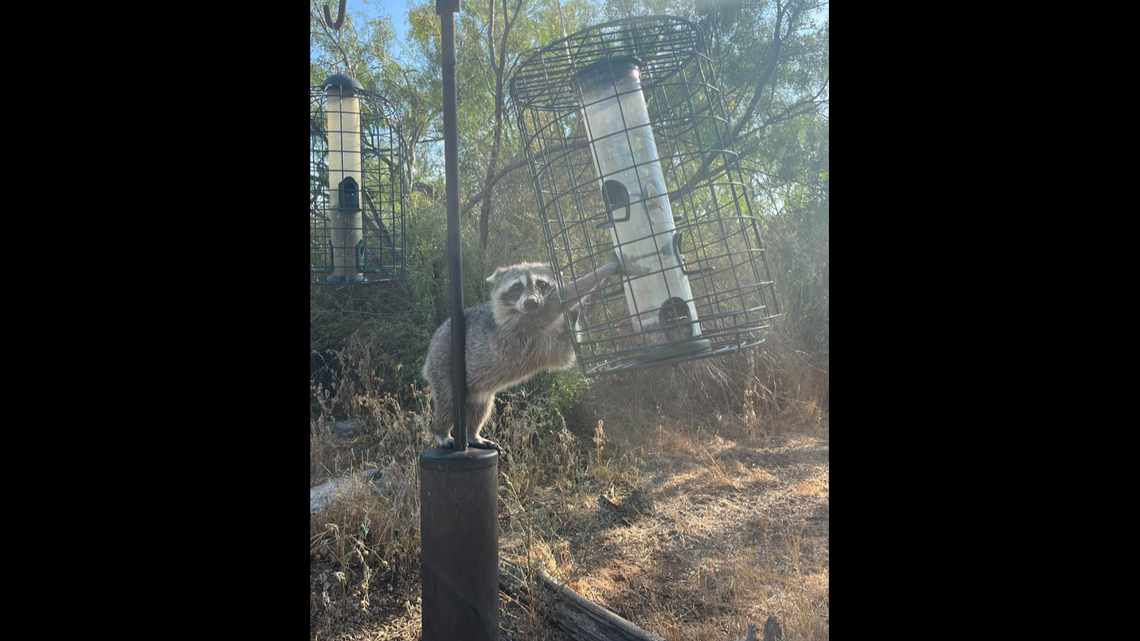 A raccoon was caught with its paw stuck inside a bird feeder at Inks Lake State Park in Texas.