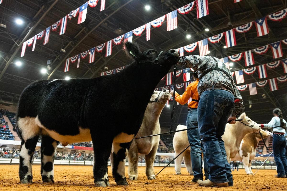 Junior steer show contestants line up with their steers to be judged for a possibility to win Grand Champion Steer of the Show at the Fort Worth Stock Show & Rodeo on Friday, Feb. 7, 2025.