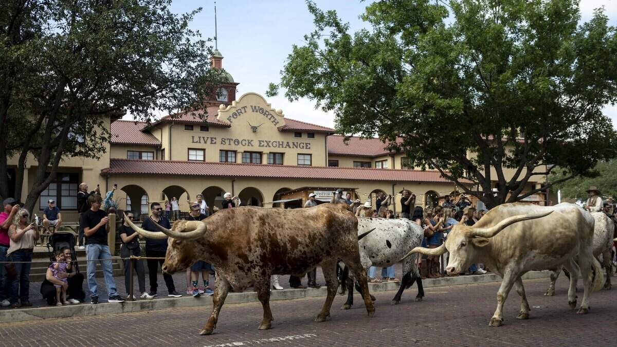 People watch the Fort Worth Herd Cattle Drive at the Stockyards on Wednesday, May 20, 2026 in Fort Worth, Texas. The cattle drive happens at 11:30 a.m. and 4 p.m. daily along East Exchange Avenue.