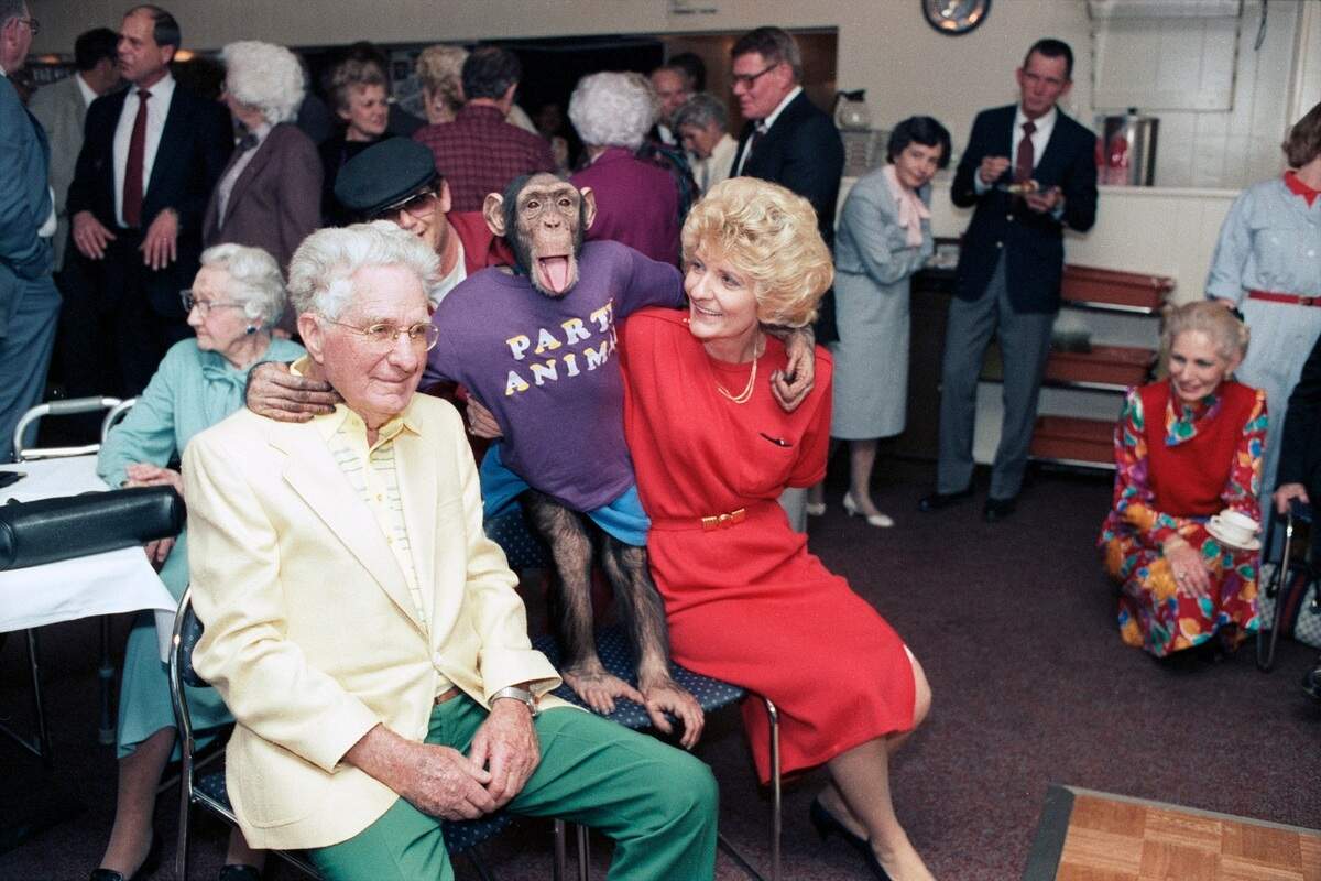 A birthday party held to honor Dr. Zack Bobo Jr., left, 90-year-old Arlington physician, with entertainment provided by Deena, the strip teasing chimp, 1987.  