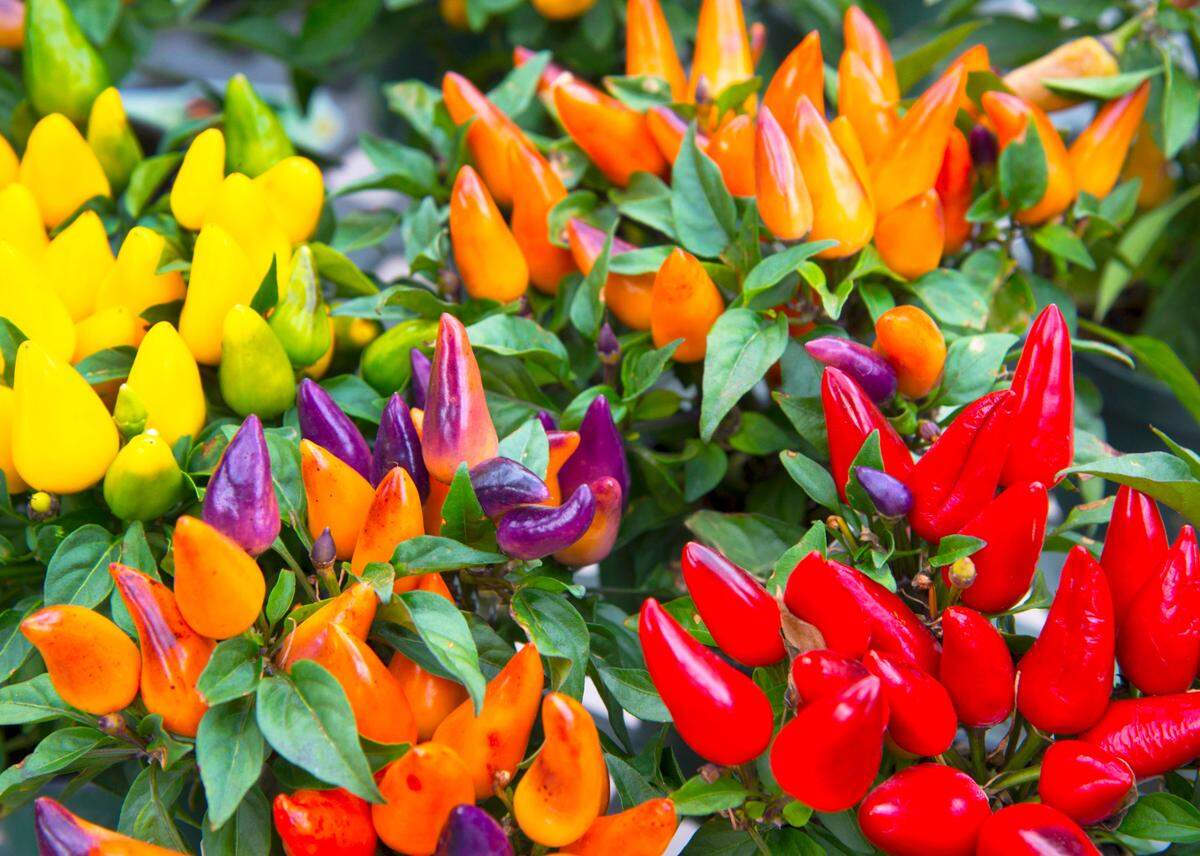 Use these ornamental peppers in a large, decorative pot or planter, or mass them in the front of a garden bed for fall color.