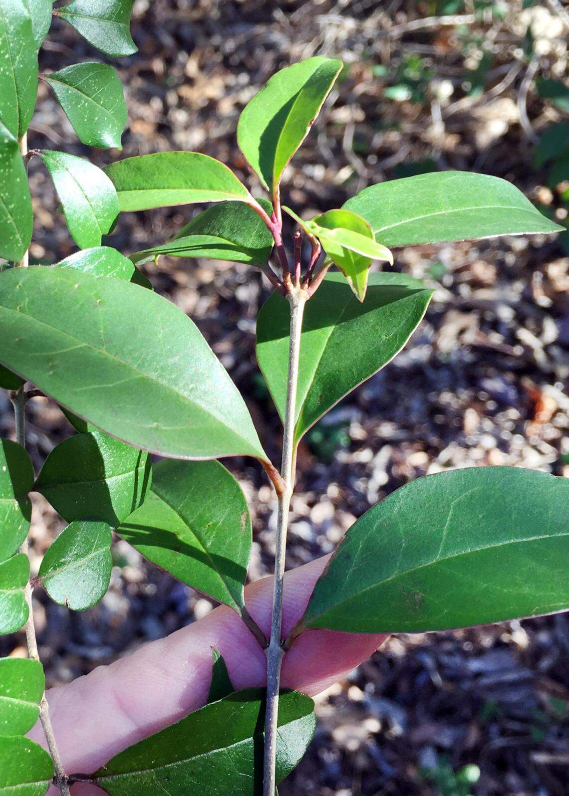 Japenese privet and its sister privet hedge might be the most invasive shrubs in Texas.