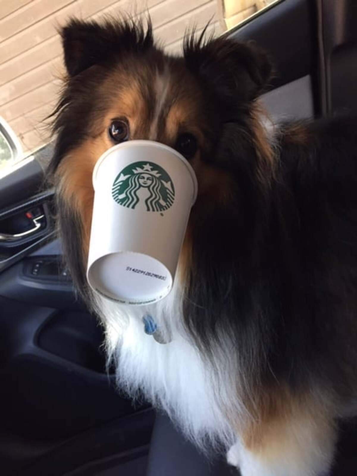 Tucker, a 12 year old Sheltie, enjoys a Starbucks pup cup filled with whipped cream.