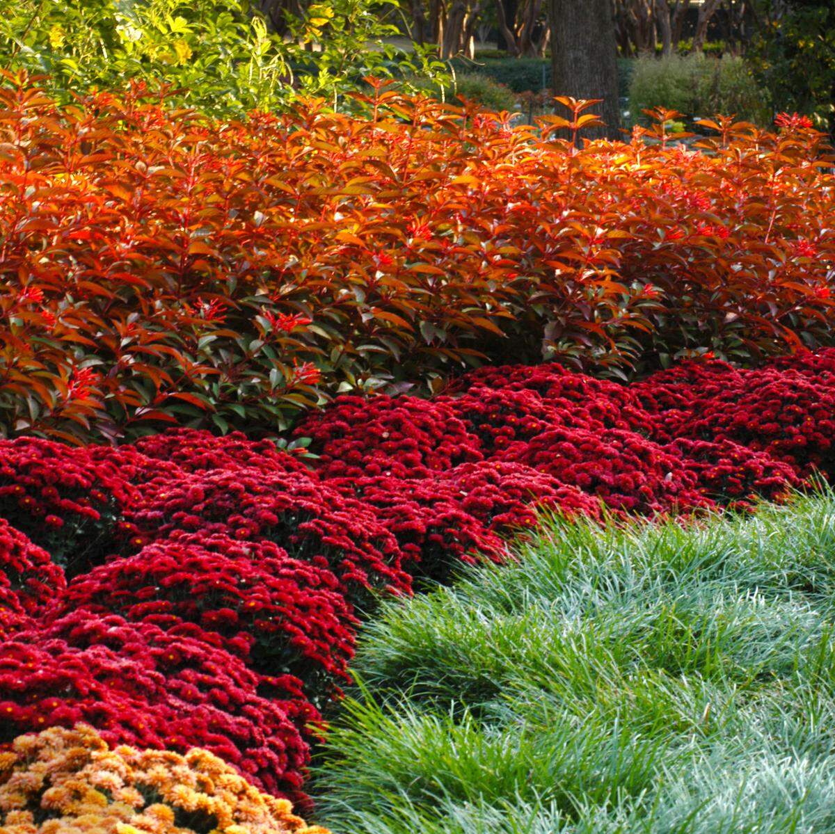 Firebush, seen here behind a line of mums, has coppery-orange leaves once it turns cool.