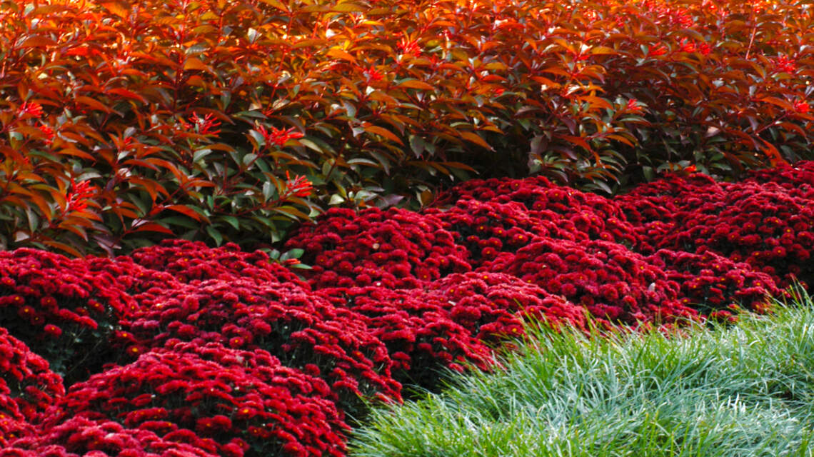 Just in time for fall, here’s how to bring orange to your North Texas landscape