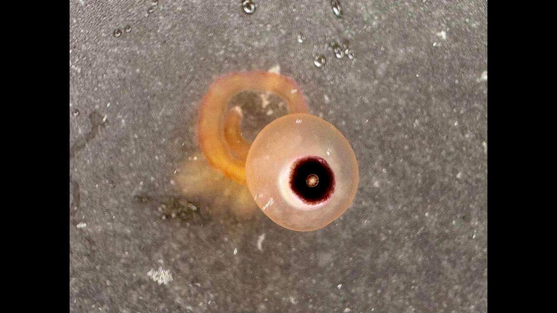 Mysterious creatures that look like eyeballs are appearing on a Texas beach.