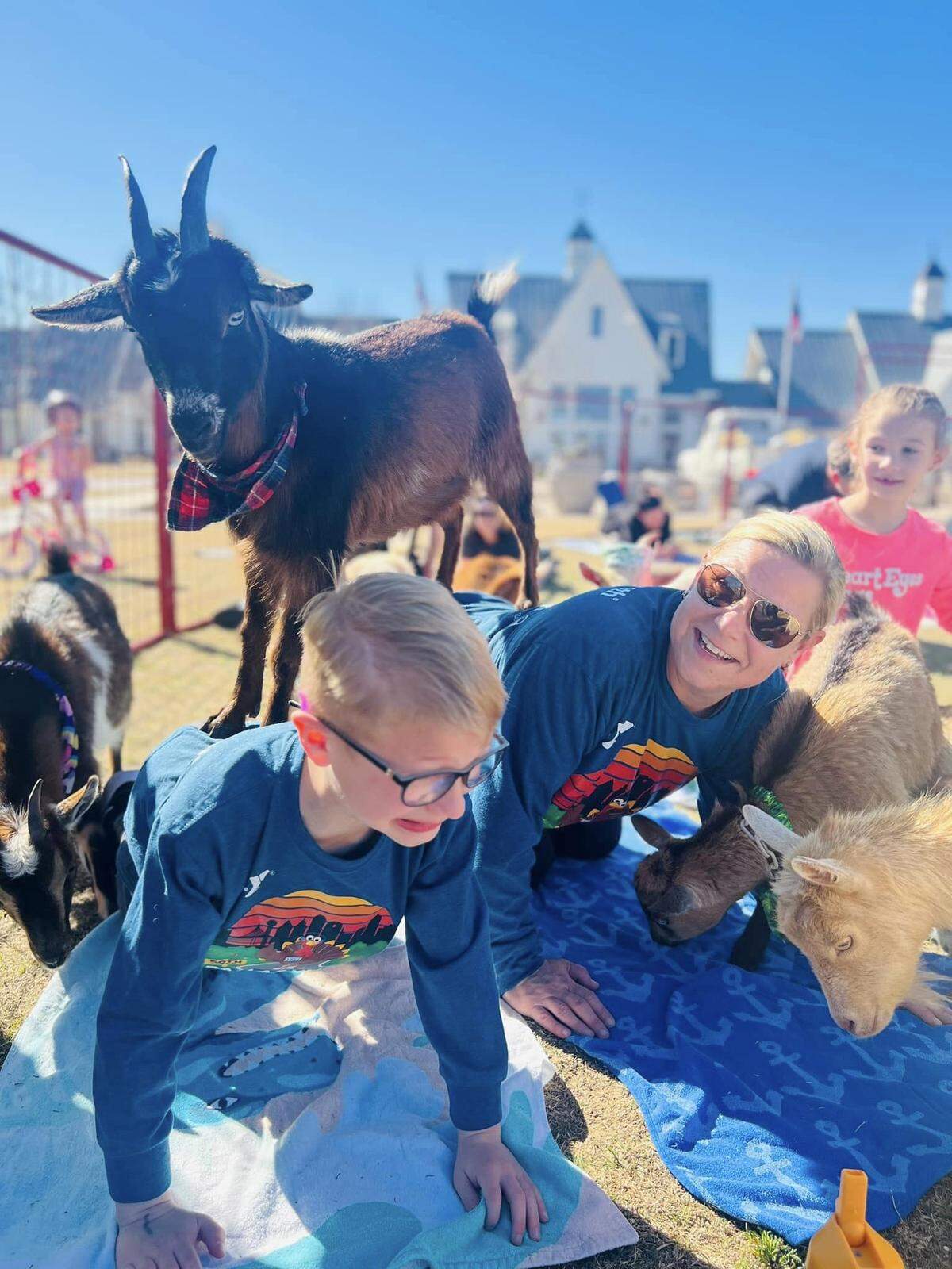 Goat walks across participants in cat-cow pose at Dallas Goat Yoga’s event in Pecan Square, Hillwood.