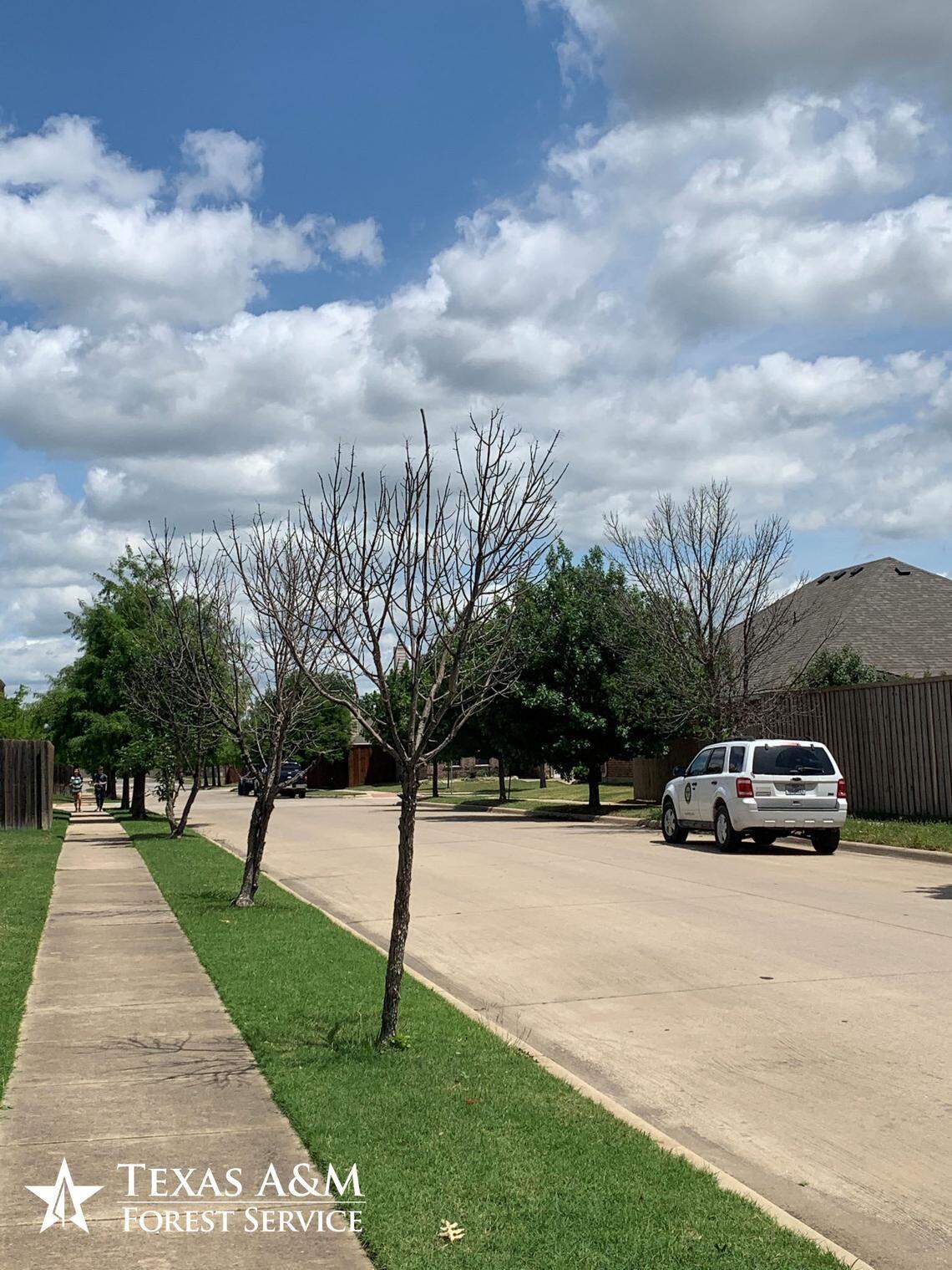 Ash trees with EAB infestation in Denton