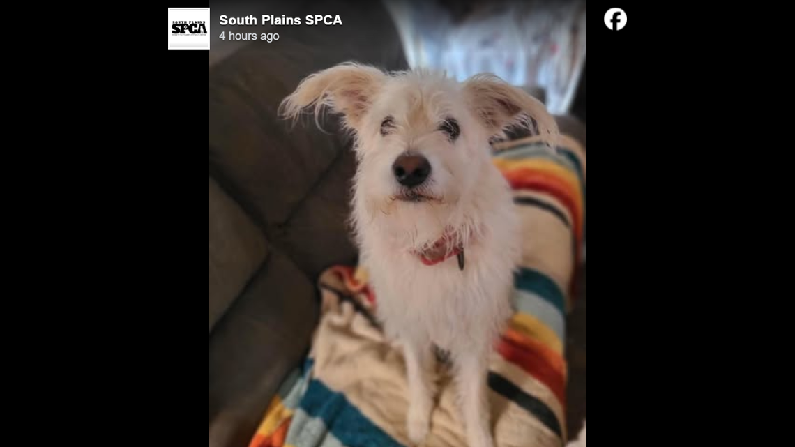 Bentley is Krypto in a mirror