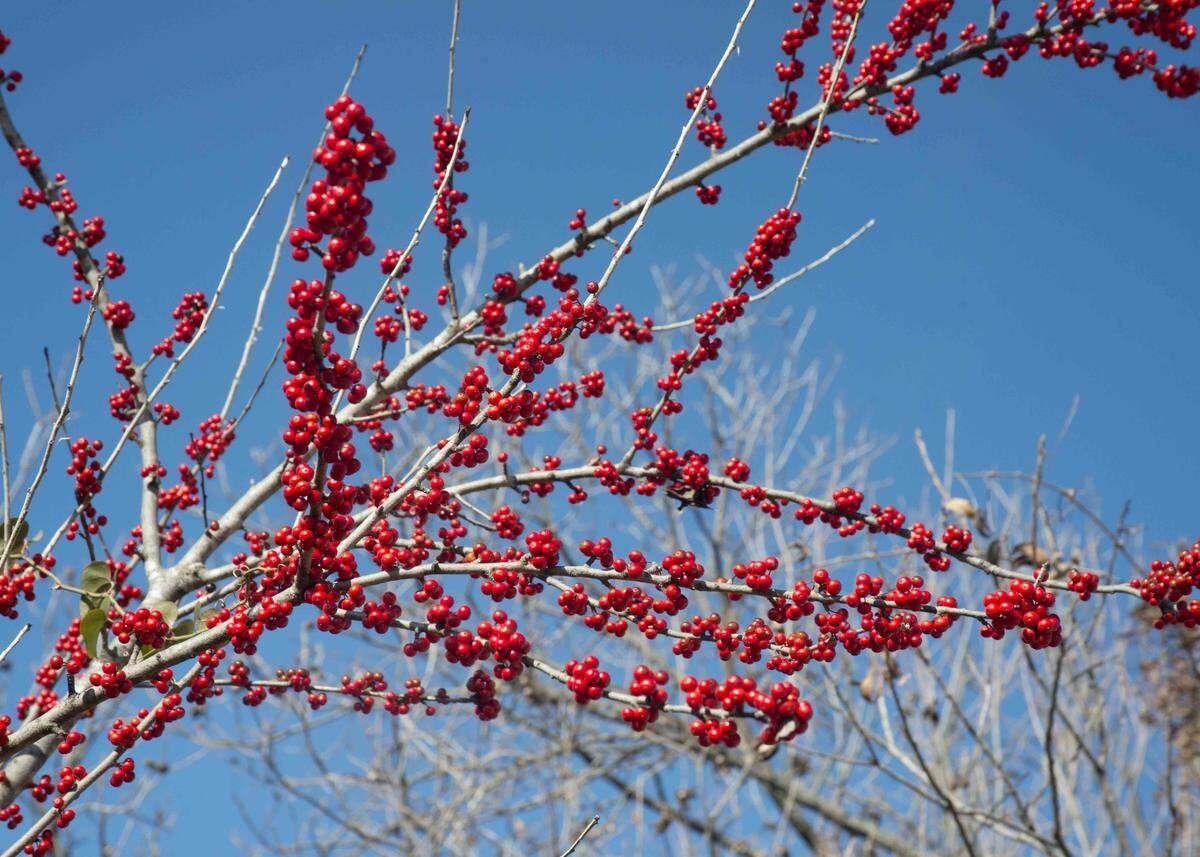 Native possumhaw holly is Ilex decidua meaning it loses its leaves in winter (unlike most hollies).