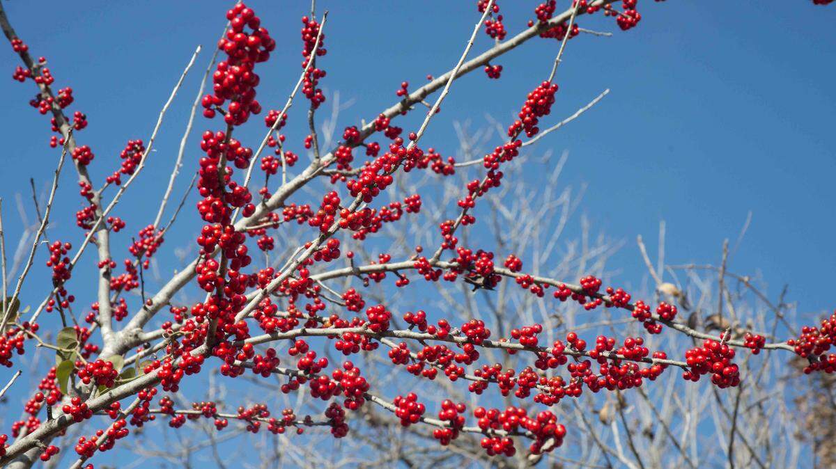 Native possumhaw holly is Ilex decidua meaning it loses its leaves in winter (unlike most hollies).