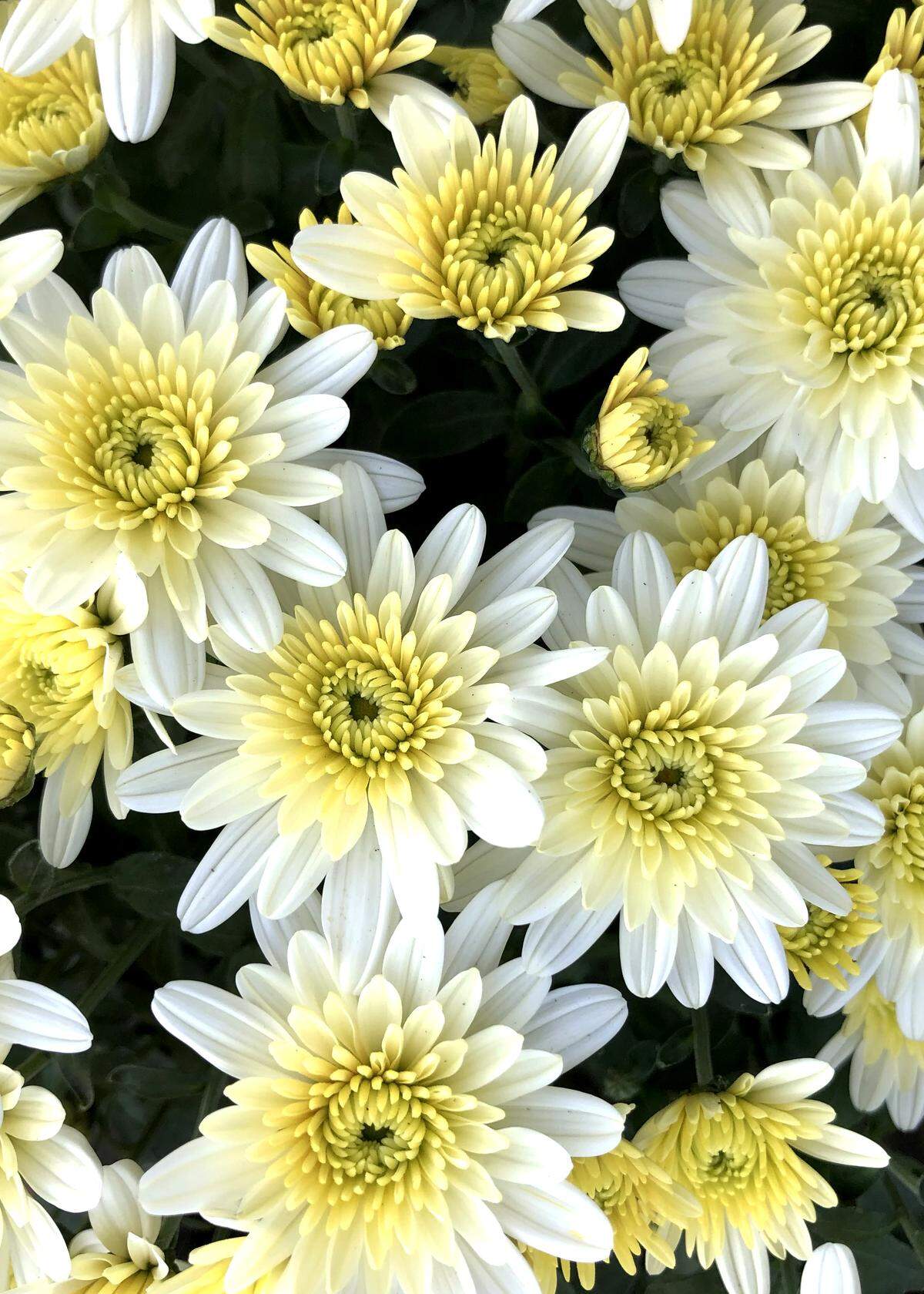 Bright white mums, one of a dazzling array of “garden” mums.