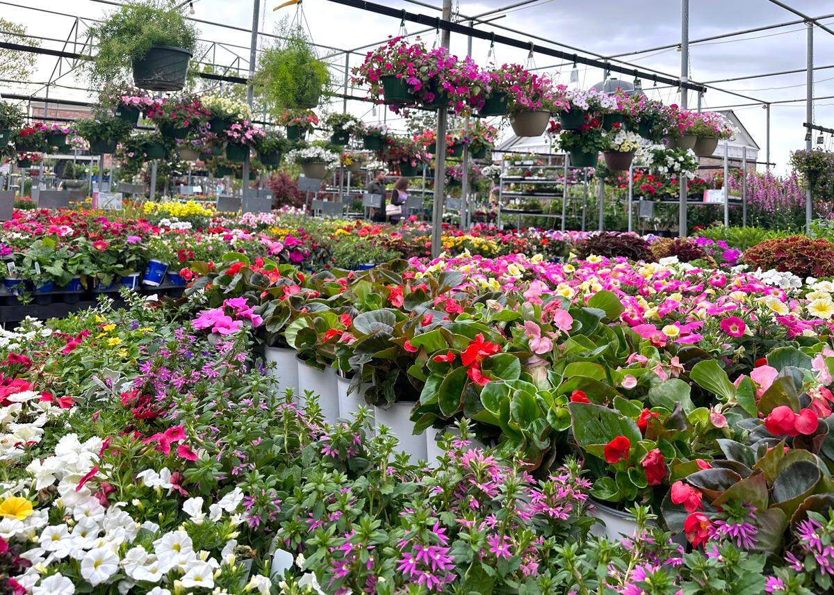 Pots and hanging baskets.