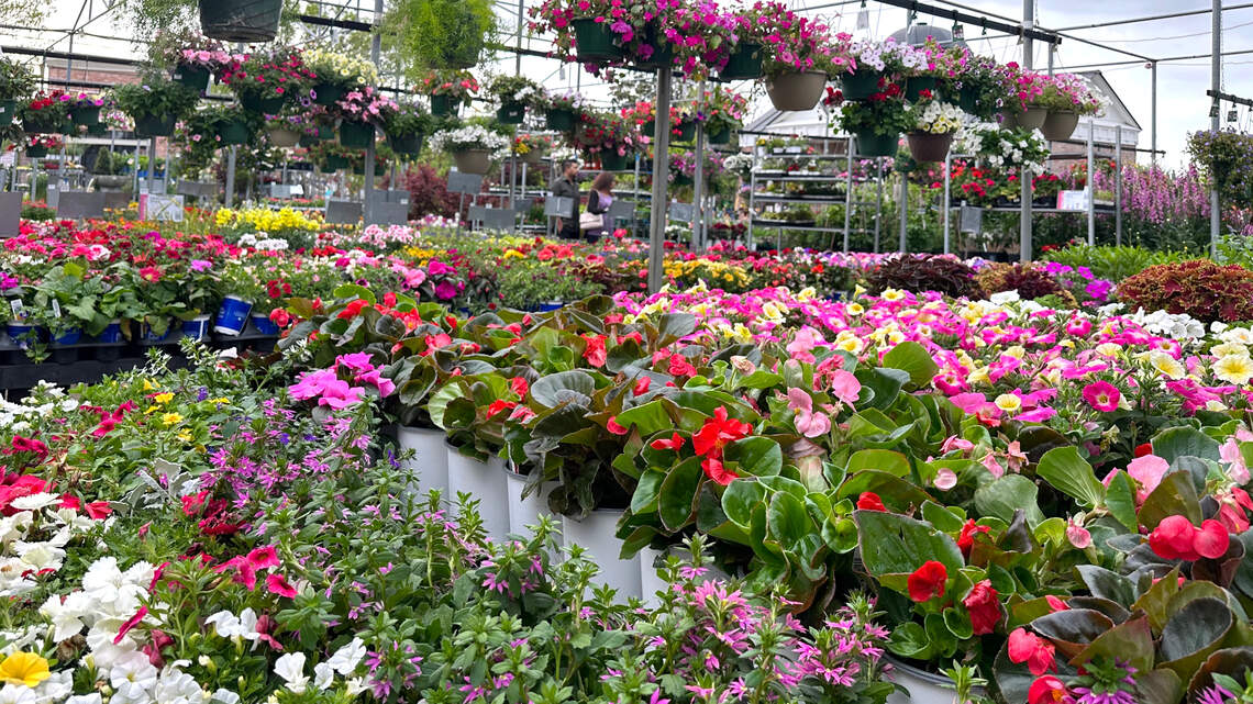 Try these plants to draw attention to special places around your North Texas home
