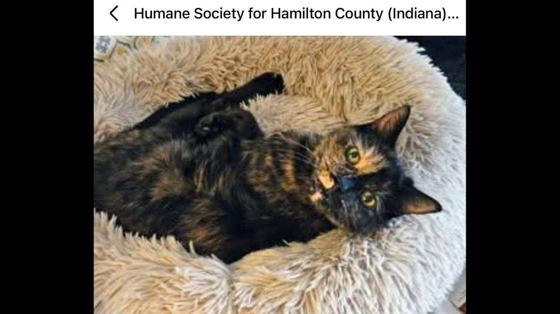 All Peepers needs is a cozy blanket and a warm sunbeam and she’s good to go.