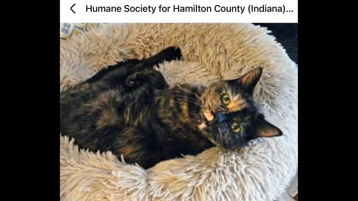 All Peepers needs is a cozy blanket and a warm sunbeam and she’s good to go.