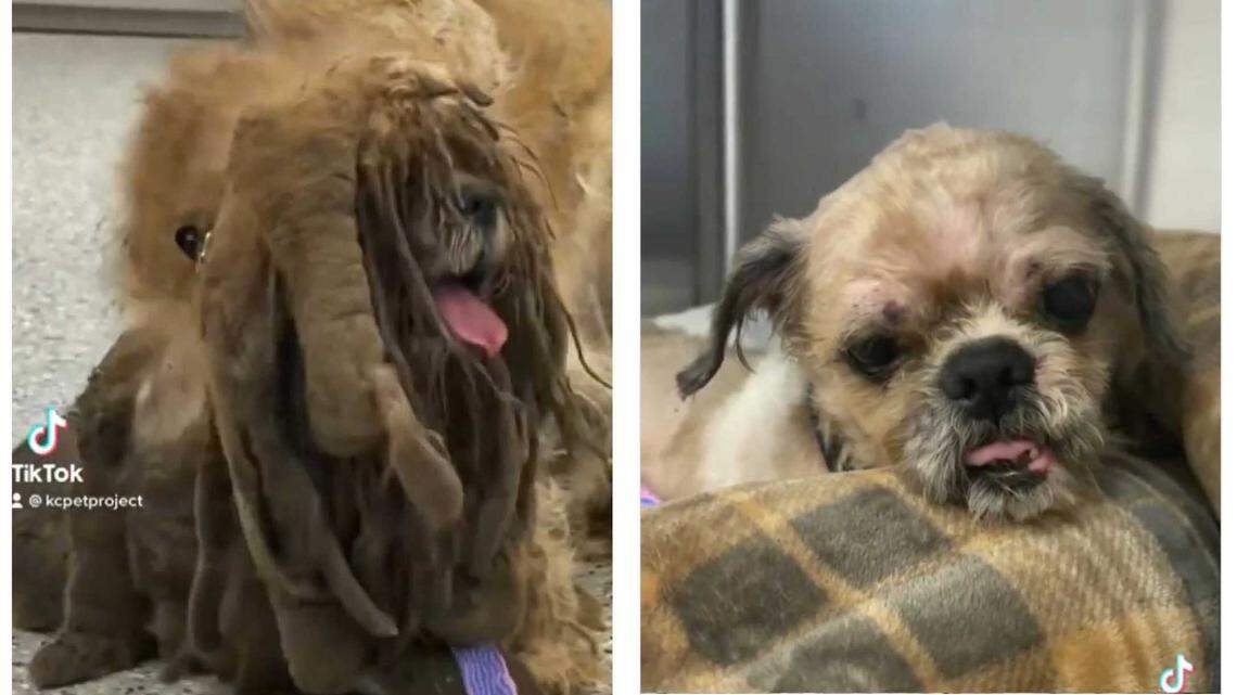 Simon is getting a lot of love from the internet.