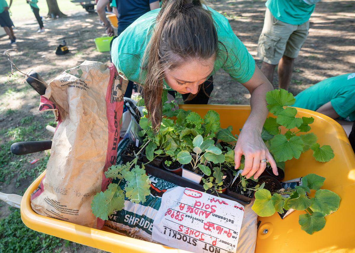 More than 100 volunteers with Blue Zones Project and Southside Community Garden&nbsp;worked to build 10 garden beds at Morningside Middle School and install them at homes throughout the area on Saturday. According to the Blue Zones Project, volunteers worked with the homeowners to plant seasonal vegetables, such as broccoli, spinach and kale.