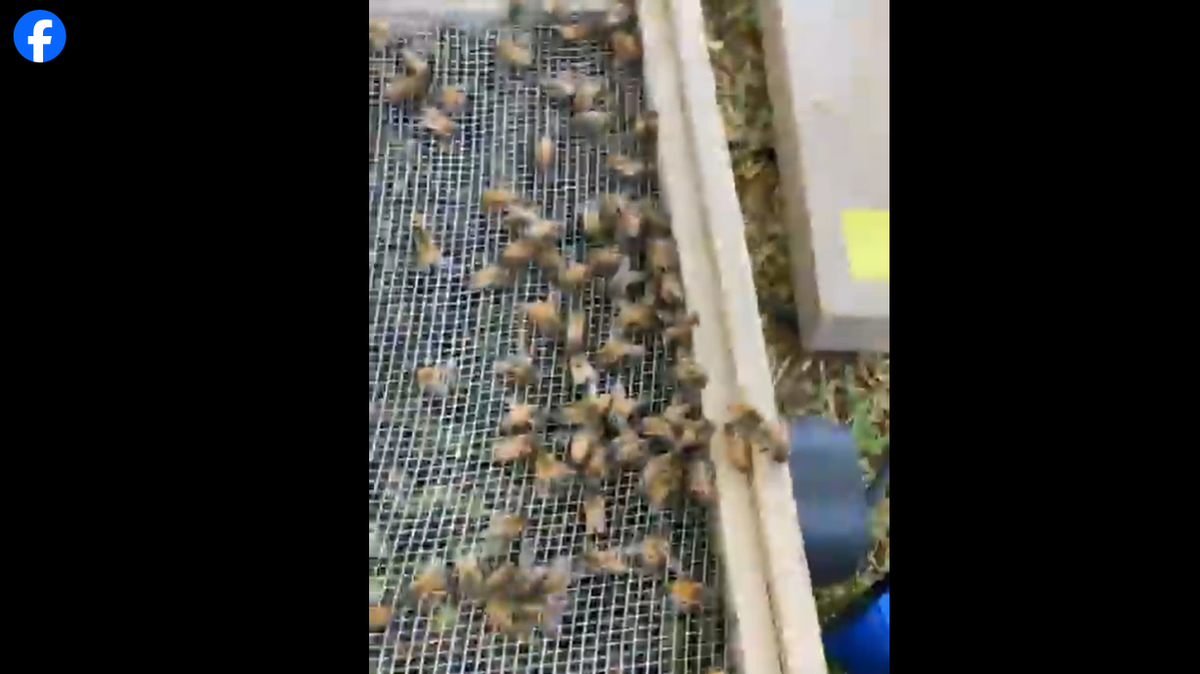 Beekeepers were called in to relocate a colony of insects and nests after bees stung a couple in North Richland Hills on Sept. 24, 2024.