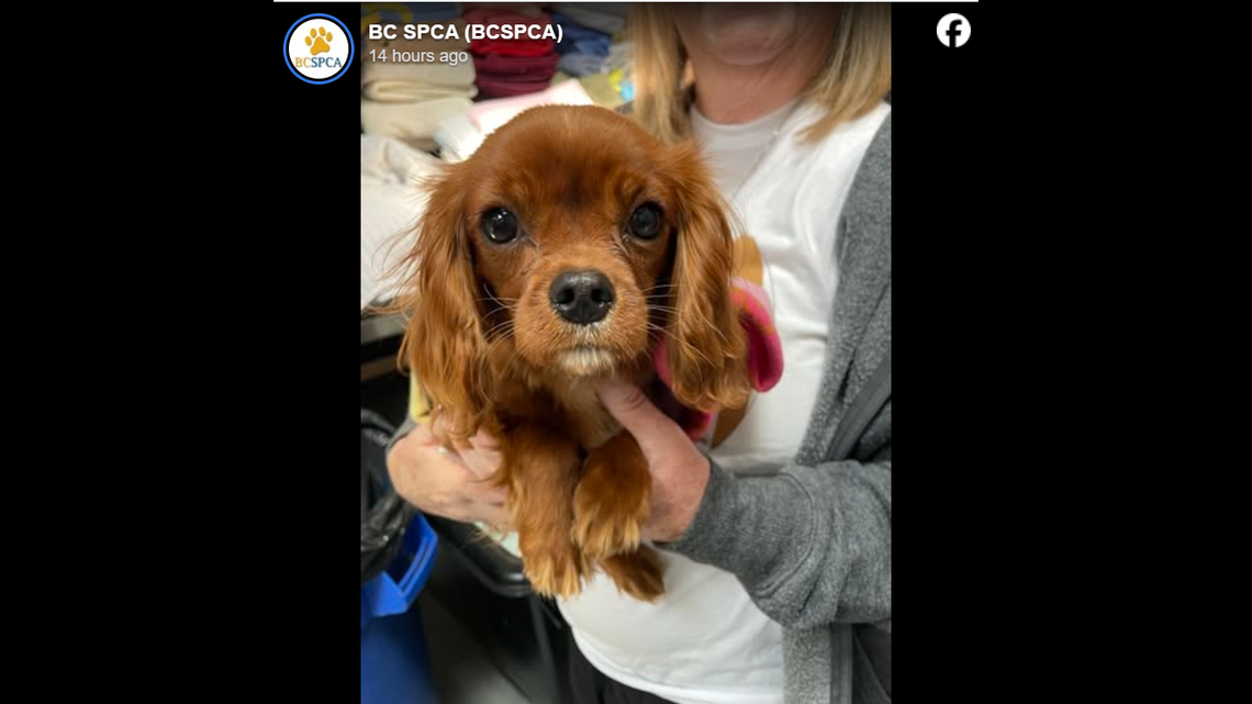 Sweet Lady is now in a happy home.