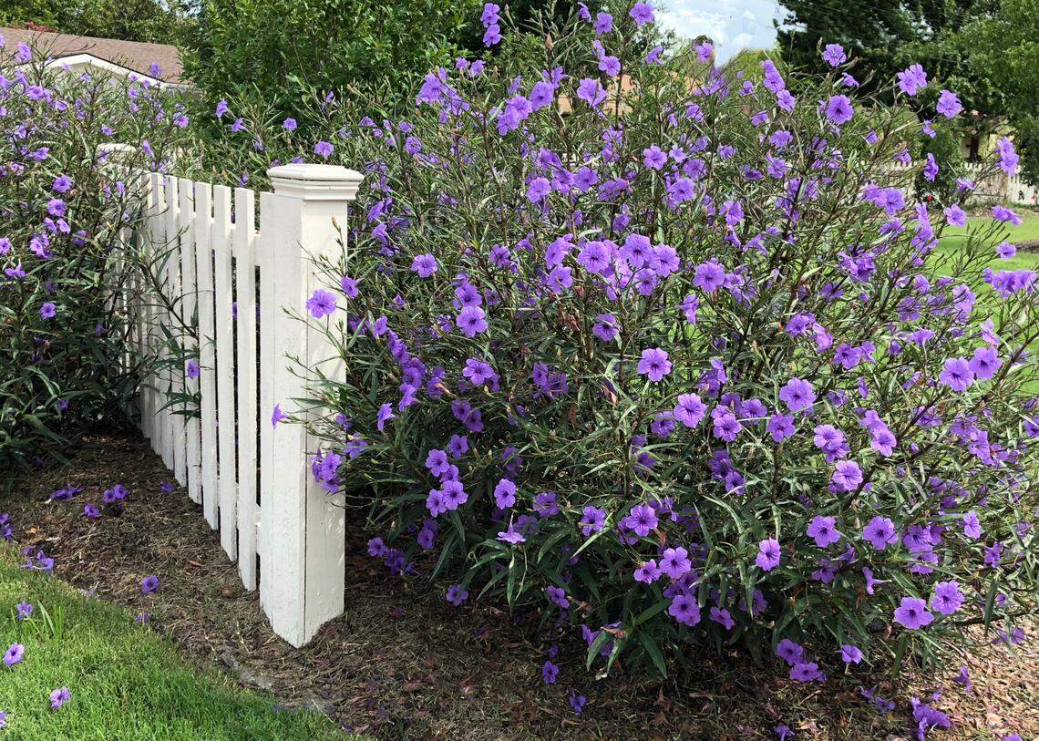 Mexican petunias are quite beautiful while they’re blooming spring through the fall, but they develop very aggressive root systems that conquer adjacent beds and turf areas.