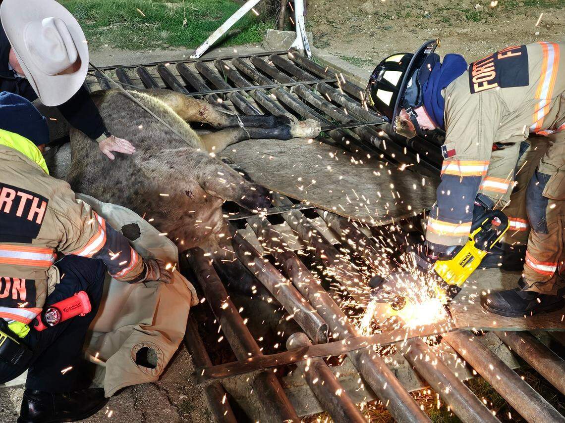 Deputies sedated the horse to keep him safe and the firefighters cut and spread the cattle guard to free the three legs that were stuck.