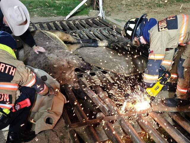 Horse stuck in cattle guard rescued in Tarrant County | Fort Worth Star ...