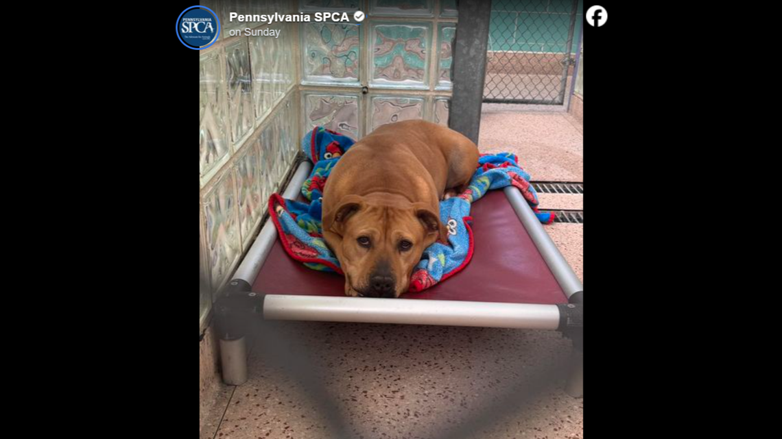 Lily gets some rest in her kennel.