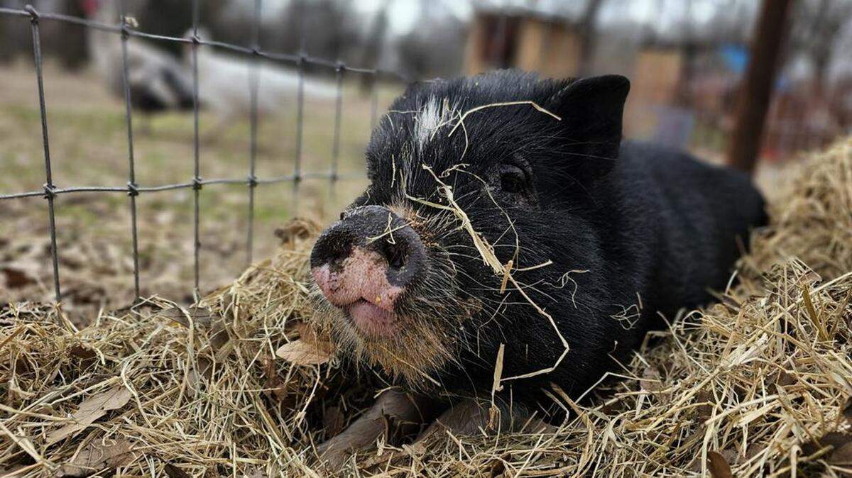 Six-month-old Pojo the pig enjoying a roll in the hay at 5150 Farm and Rescue after getting hauled out of acres of thorny briars.