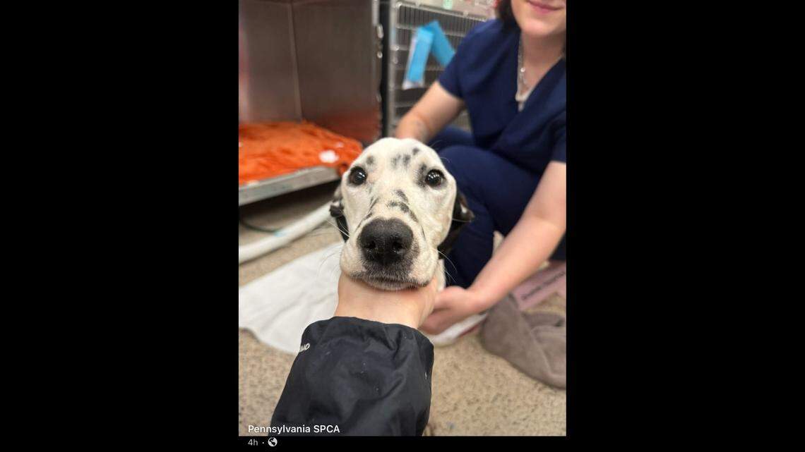 Dalmatian was ‘clinging to life’ tied up in a back alley.  But she’s a ‘survivor’