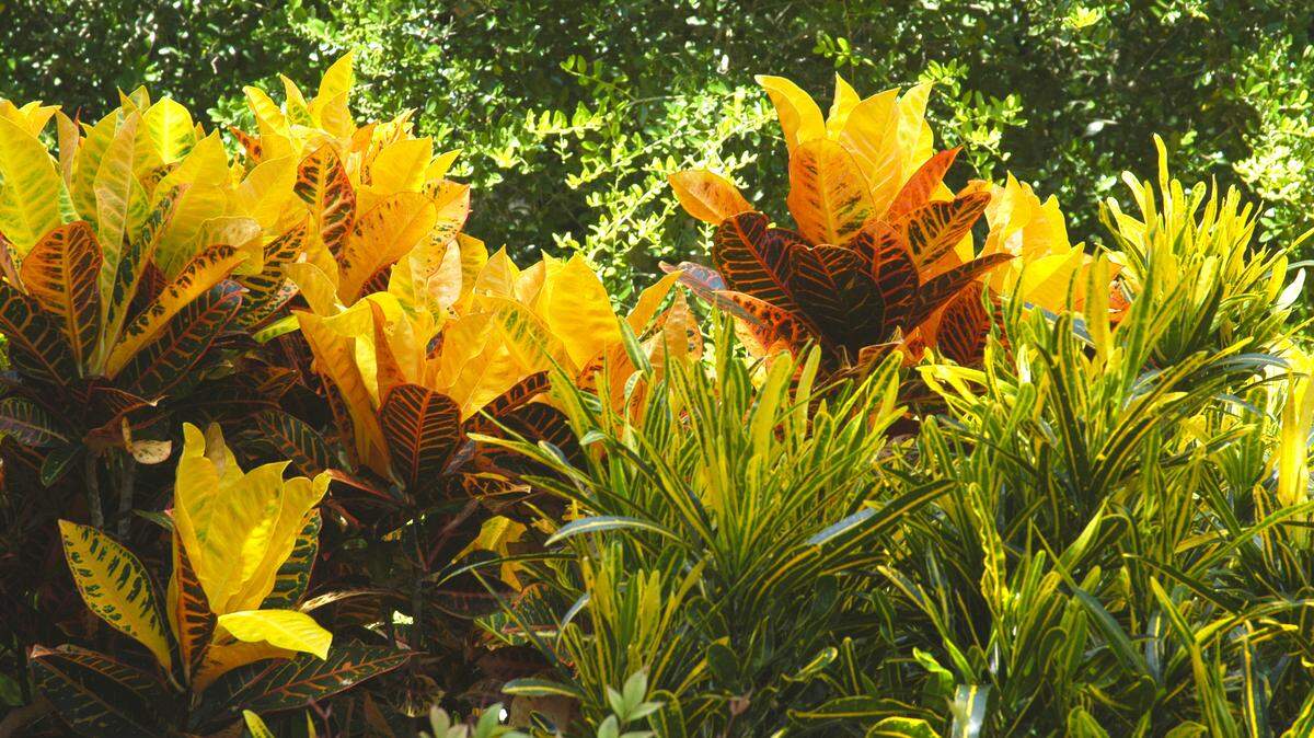 Tropical crotons bring their annual color to the garden (in pots, so they can go into a greenhouse or sunroom in winter).