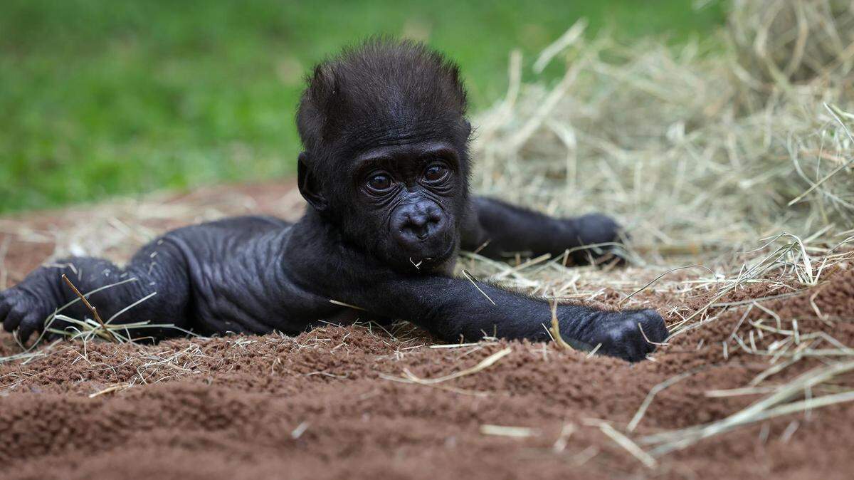 Baby gorilla Jameela grasps a straw covered mat while being cared for by human keepers on Wednesday, at the Fort Worth Zoo. Jameela, the first gorilla born by Cesarean section at the Fort Worth Zoo, will be transferred to the Cleveland Metroparks Zoo in the hopes of finding her a surrogate mother.