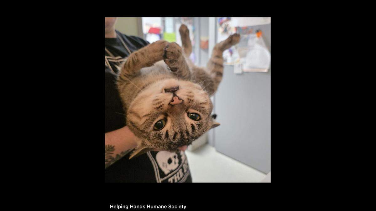 A Rocky daily-must: being held upside down.