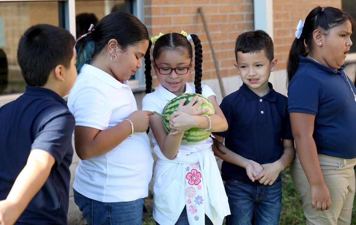 Second graders marvel at a watermelon grown in the garden at Sagamore Hill Elementary on Thursday, Sept. 19, 2024, in Fort Worth. Sagamore Hill started the school garden last year.