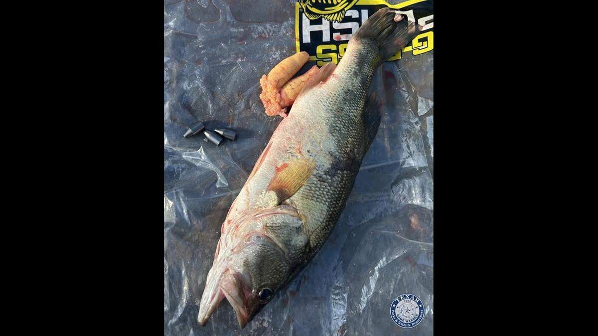 A North Texas man has been accused of tampering with his fishing tournament entry. Curtis Lee Daniels was arrested Sunday, March 8, and faces a felony charge, according to the Texas Game Wardens, who said three weights were found in the bass’ stomach.