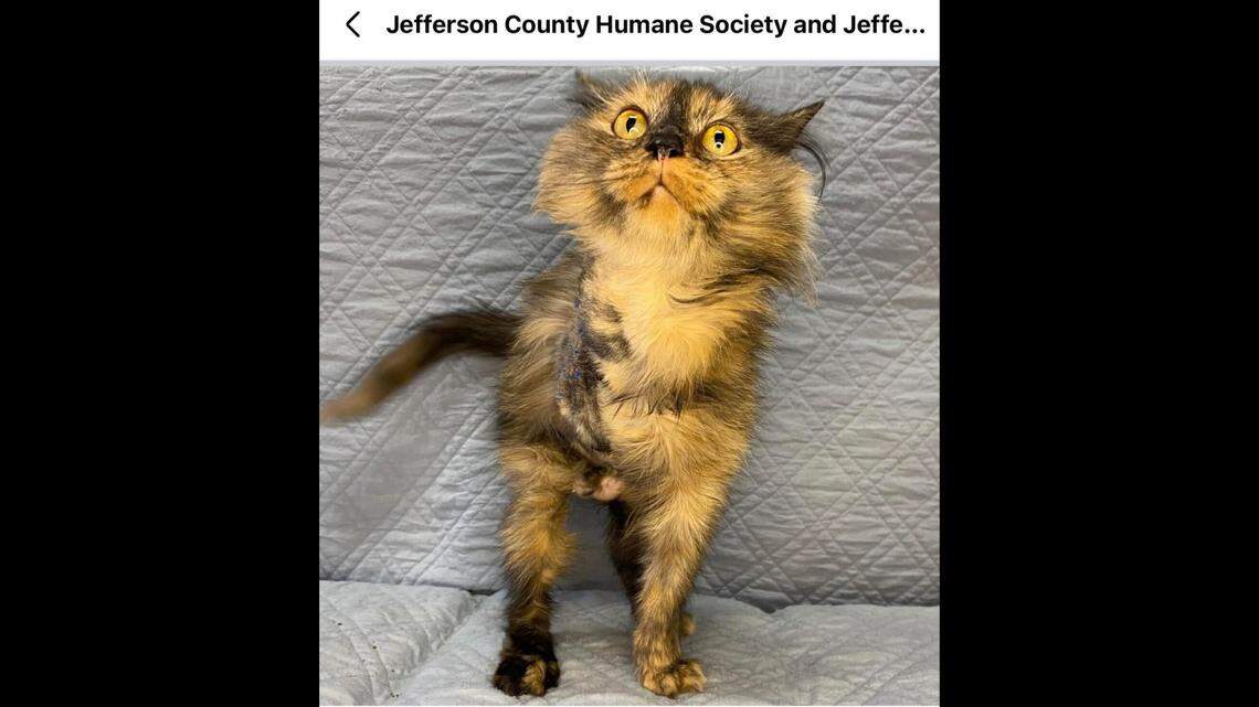 The sweet face of Squishy