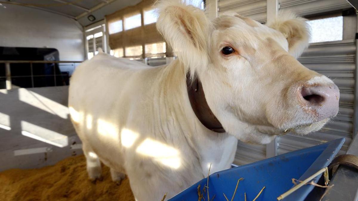 Farmers and ranchers enjoy paying lower diesel prices at a time when they are getting less for their livestock and crops.