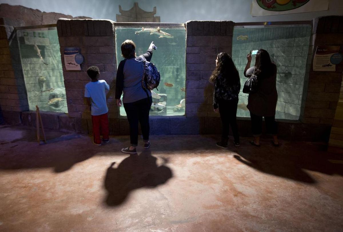 The aquarium attraction opened on Nov. 11, 2017, on the ground floor of the mall, and was part of a multimillion-dollar makeover of the struggling shopping center that developers say will take several years.