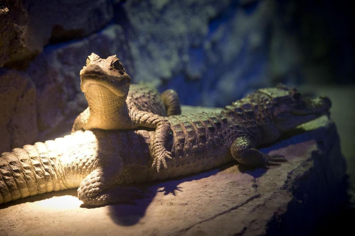 Spectacled Caiman at SeaQuest, the new aquarium on the lower level of Ridgmar Mall on Wednesday, November 1, 2017. It is expected to be a popular attraction and one of the key ingredients in the effort to redevelop the struggling Ridgmar Mall.