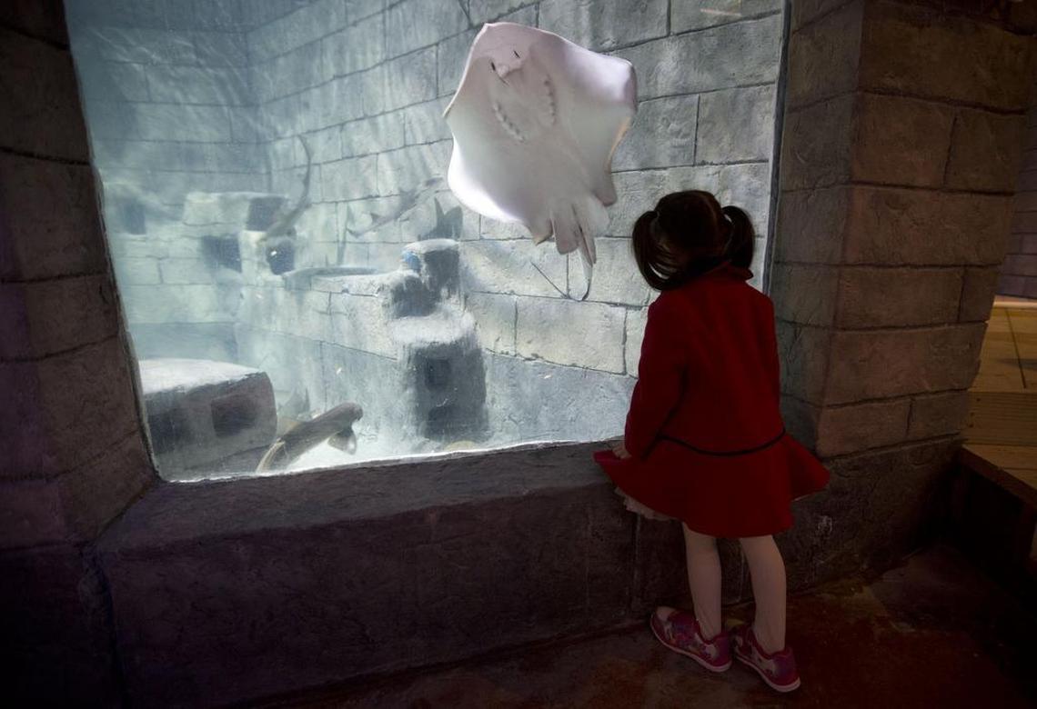Victoria Gutierrez, 2, at SeaQuest, the new aquarium on the lower level of Ridgmar Mall on Wednesday, November 1, 2017.