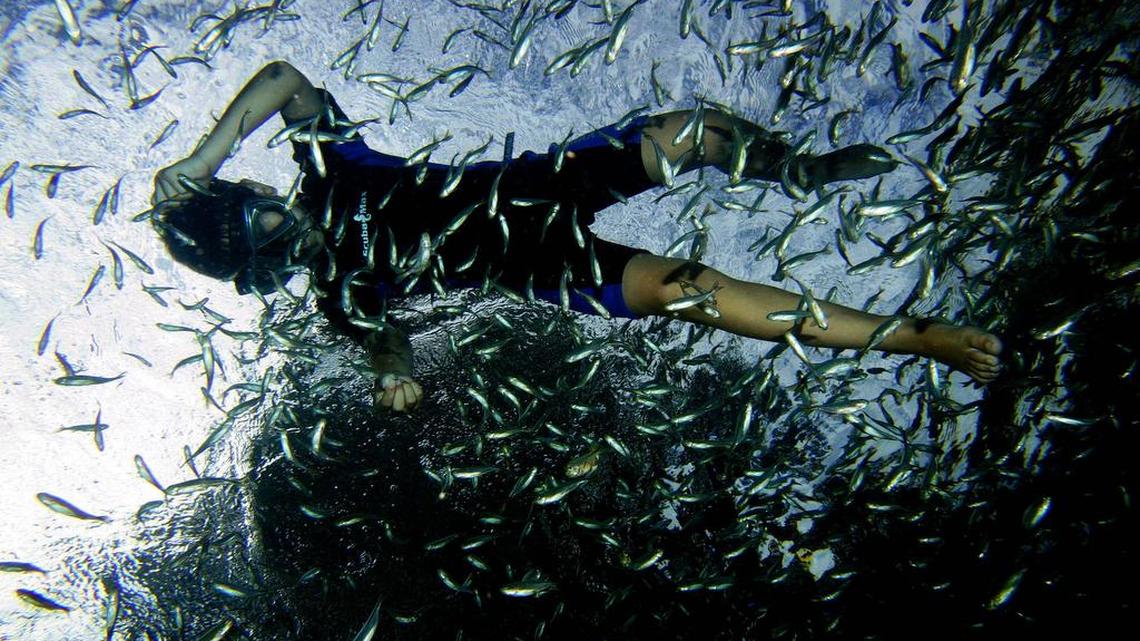 Tetra fish swarm a swimmer as they are fed in the spring-fed swimming pool at Balmorhea State Park in Toyhvale, Texas. Environmentalists worry that drilling may contaminate the spring.